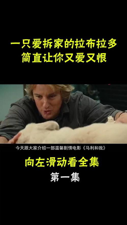 马利和我在线观看,宠物与主人间的真挚情感