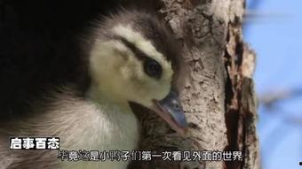 鸭王电影在线观看免费,揭秘网络观影新潮流