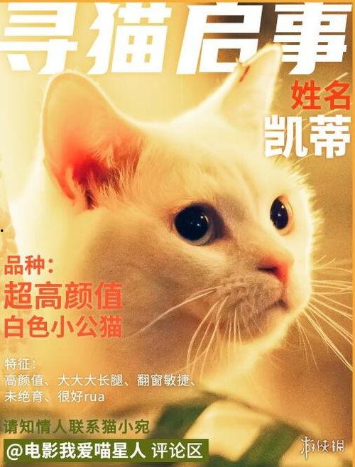 我爱喵星人在线观看,在线观看我爱喵星人的精彩瞬间